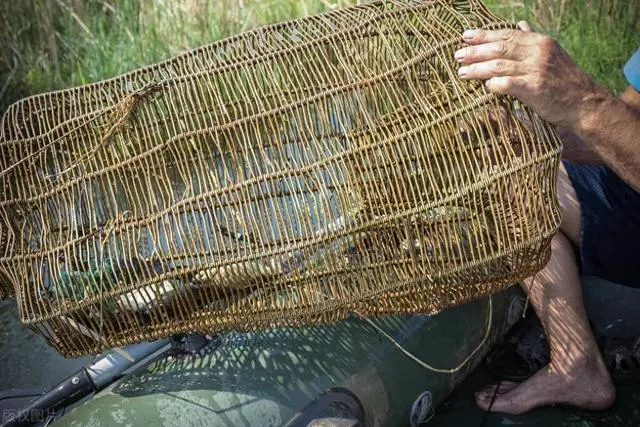 凌晨2点收黄鳝笼早不早？凌晨两点收黄鳝笼，时机抉择背后的学问