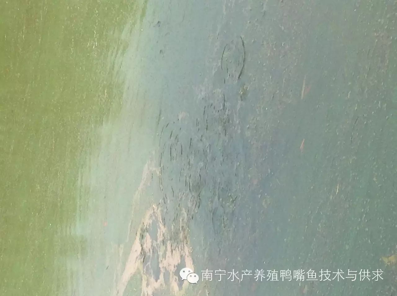 养殖嘴鱼养鸭技术要求_养殖鸭嘴鱼的成本和利润_养鸭嘴鱼养殖技术