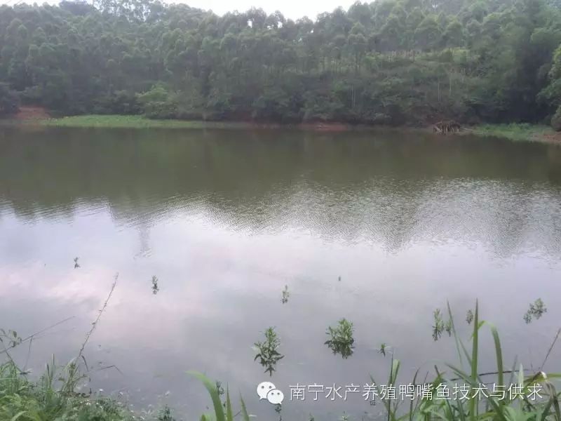 养殖嘴鱼养鸭技术要求_养殖鸭嘴鱼的成本和利润_养鸭嘴鱼养殖技术