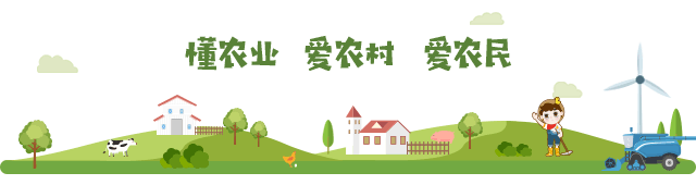 关注！中国白羽肉鸡自主育种突围记
