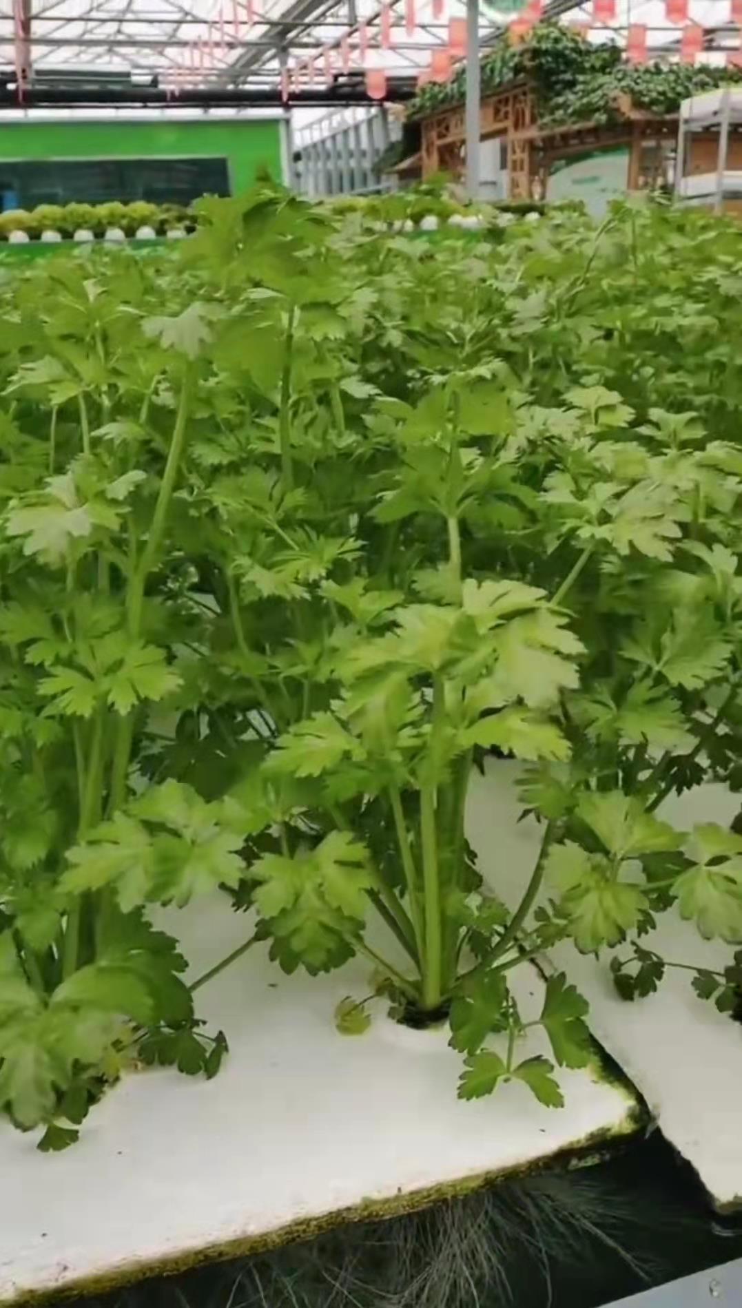 种植青菜致富_致富青菜种植技术视频_种植青菜赚钱吗