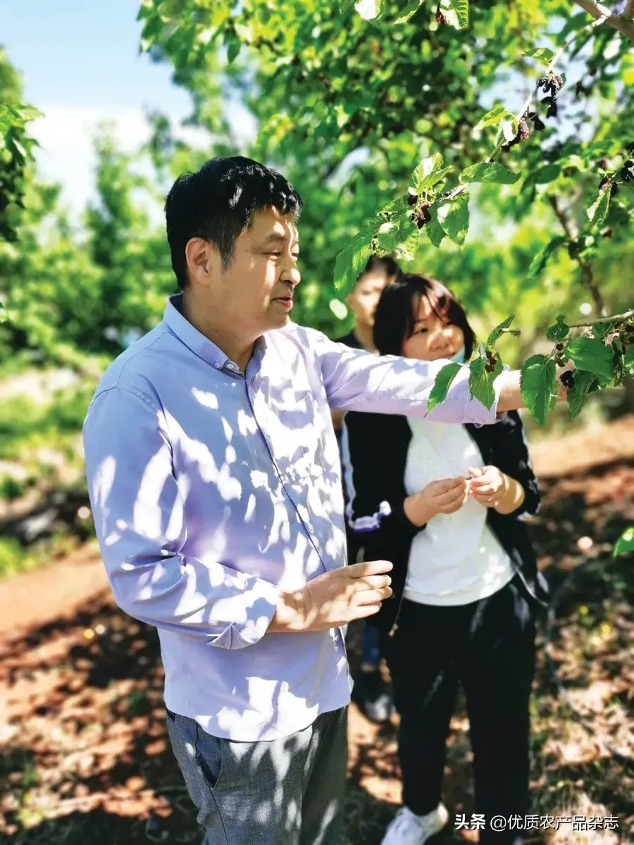 养桑蚕技术视频_桑蚕养殖技术_桑蚕养殖技术视频