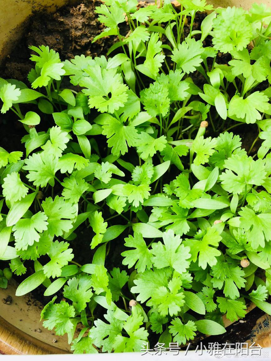 怎样种芫茜发芽快啊_芫茜种植技术_芫茜种植适合的温度