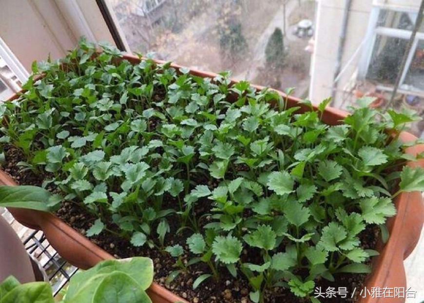 怎样种芫茜发芽快啊_芫茜种植适合的温度_芫茜种植技术