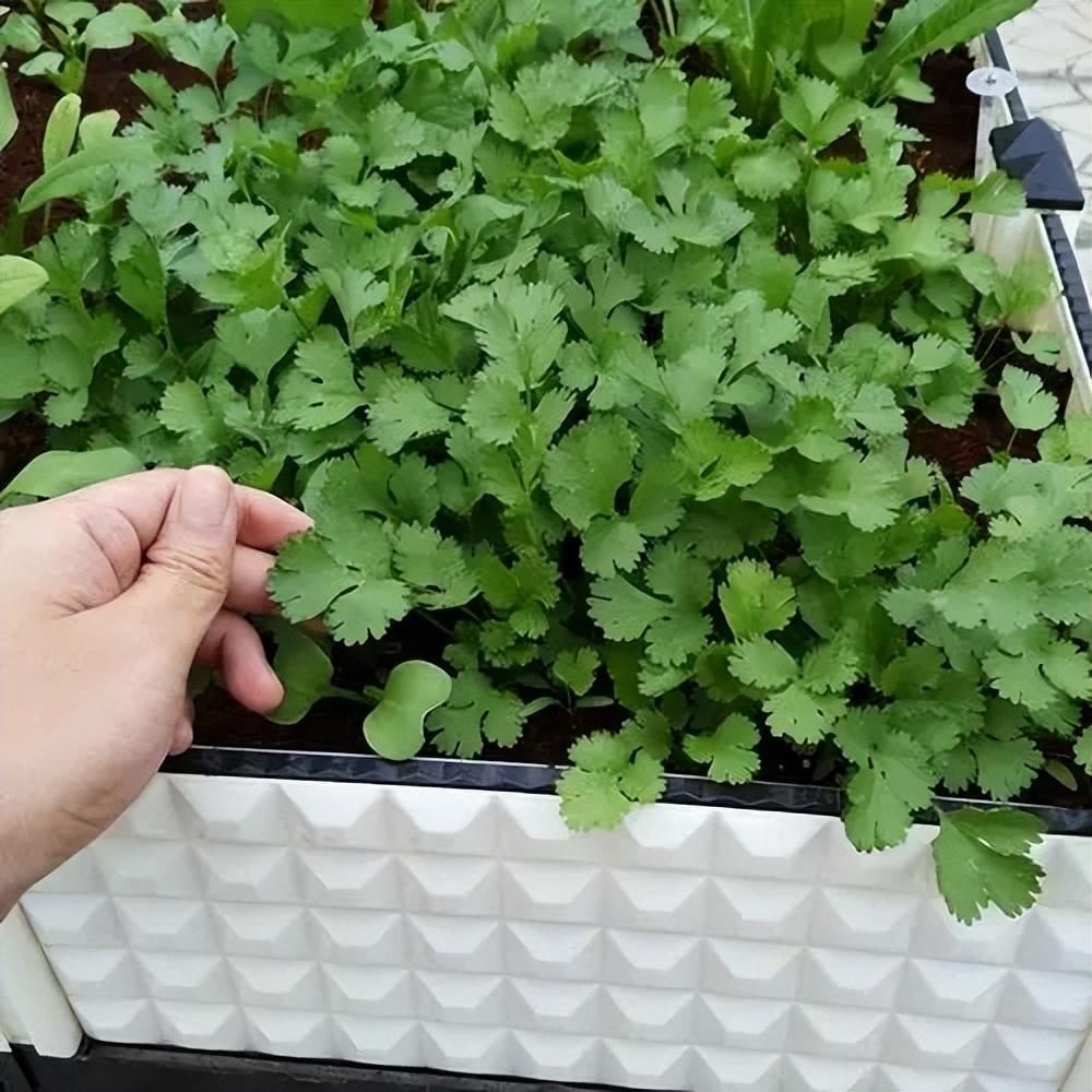芫茜种植技术_芫茜种植适合的温度_芫茜种植方法视频
