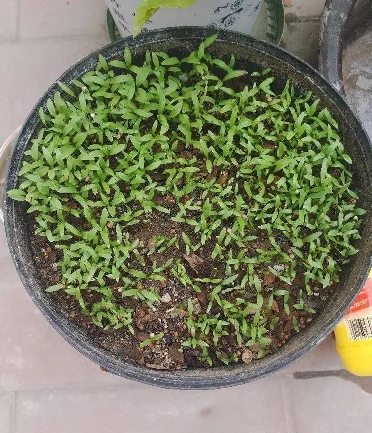 芫茜种植技术_芫茜种植方法视频_芫茜种植适合的温度