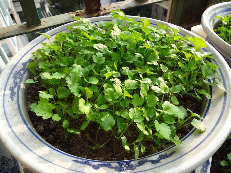 芫茜种植方法视频_芫茜种植适合的温度_芫茜种植技术