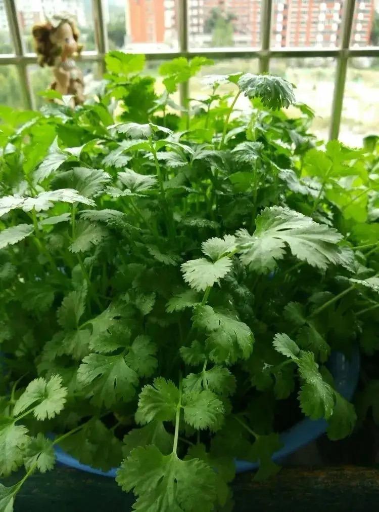 芫茜种植方法视频_芫茜种植适合的温度_芫茜种植技术