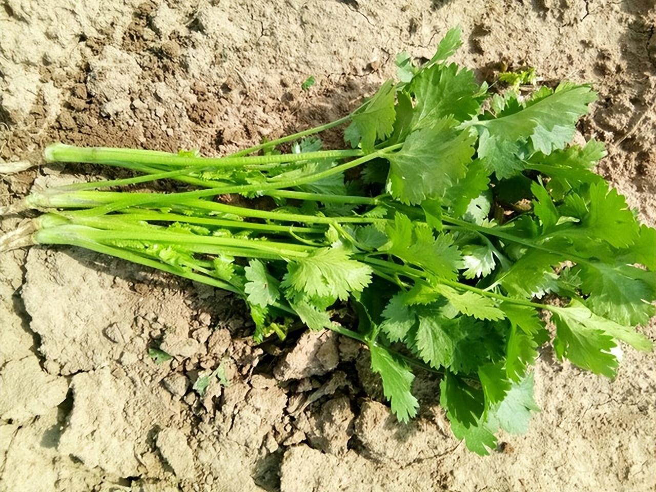 芫茜种植方法视频_芫茜种植适合的温度_芫茜种植技术