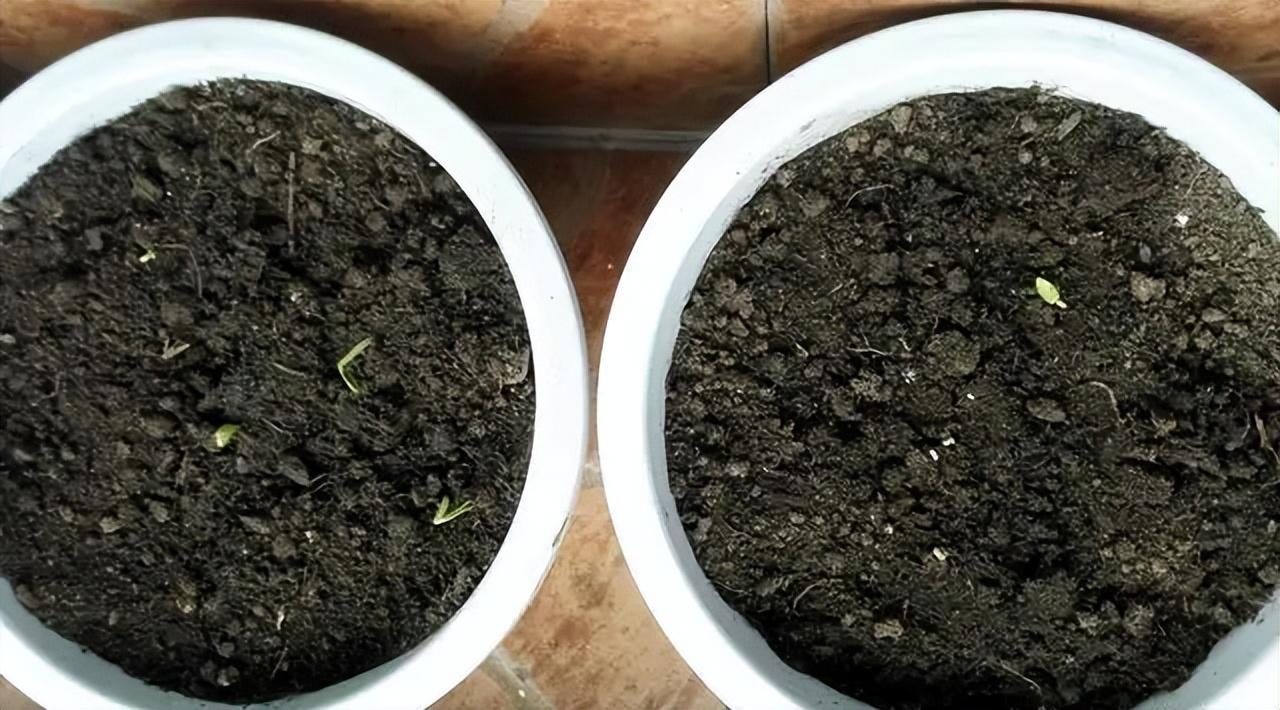芫茜种植适合的温度_芫茜种植技术_芫茜种植方法视频