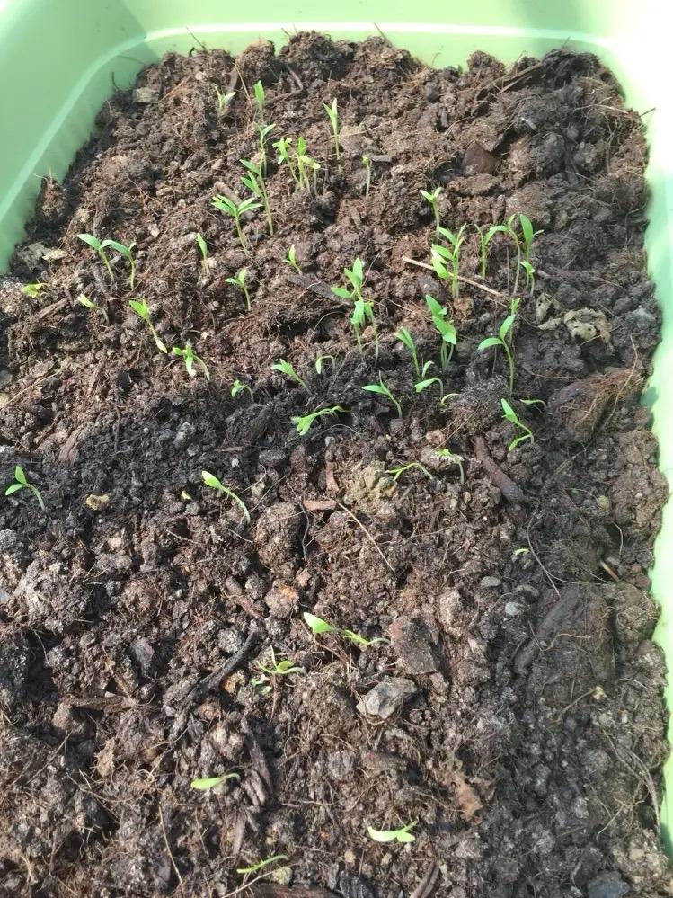 芫茜种植方法视频_芫茜种植适合的温度_芫茜种植技术