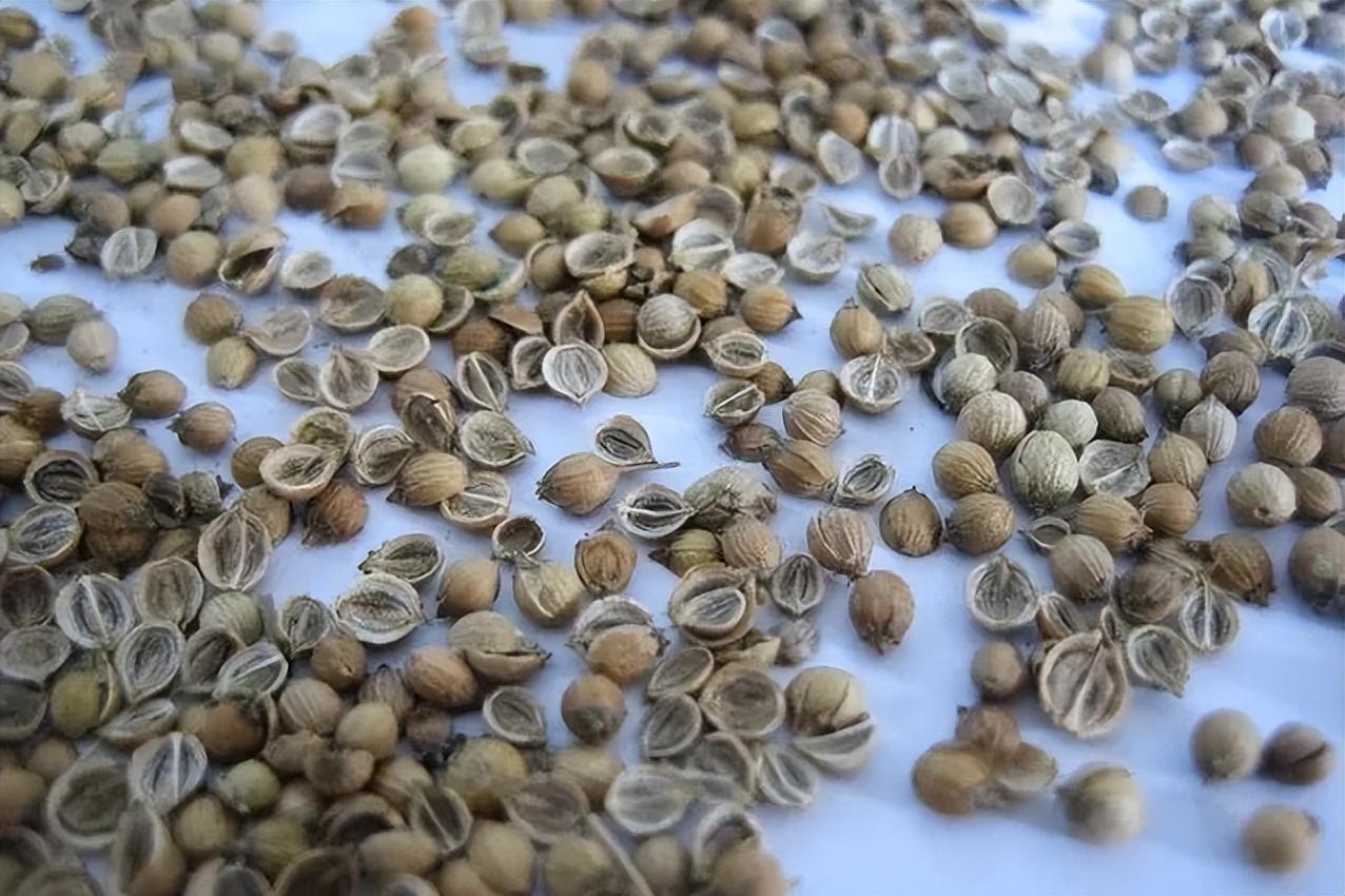芫茜种植适合的温度_芫茜种植方法视频_芫茜种植技术