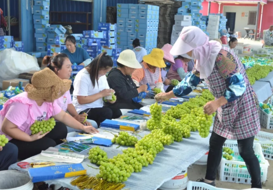 致富经阳光玫瑰_种植阳光玫瑰致富_致富玫瑰种植阳光玫瑰图片