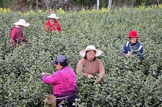 巴中市巴州区清江镇：阳春三月茶芬芳 春茶丰收民致富