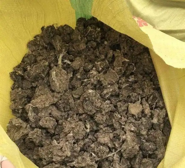 红韭菜种植技术_韭菜种植技术书_韭菜种植技术视频和高产