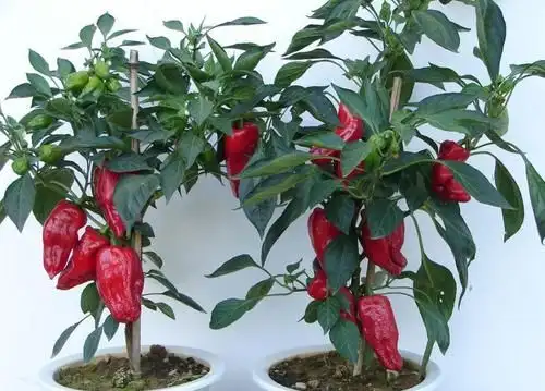 韭菜种植技术书_红韭菜种植技术_韭菜种植技术视频和高产