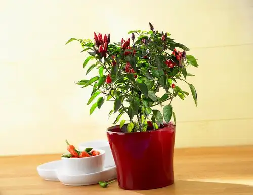 红韭菜种植技术_韭菜种植技术书_韭菜种植技术视频和高产