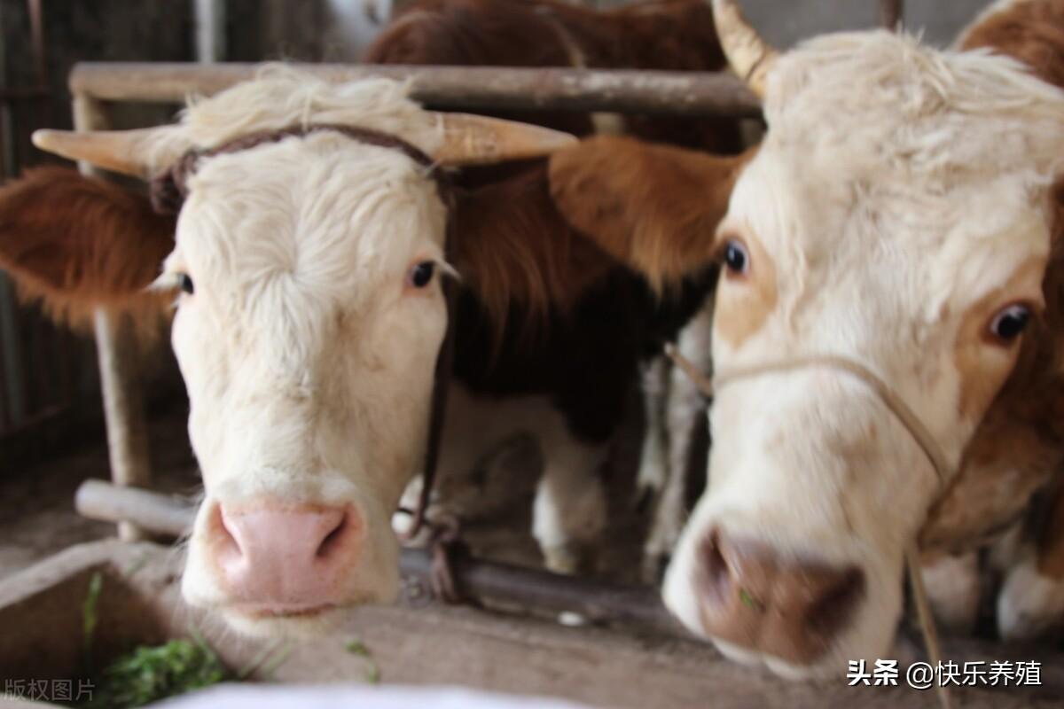 肉牛养殖手册书籍_肉牛养殖技术手册_养殖肉牛技术要点