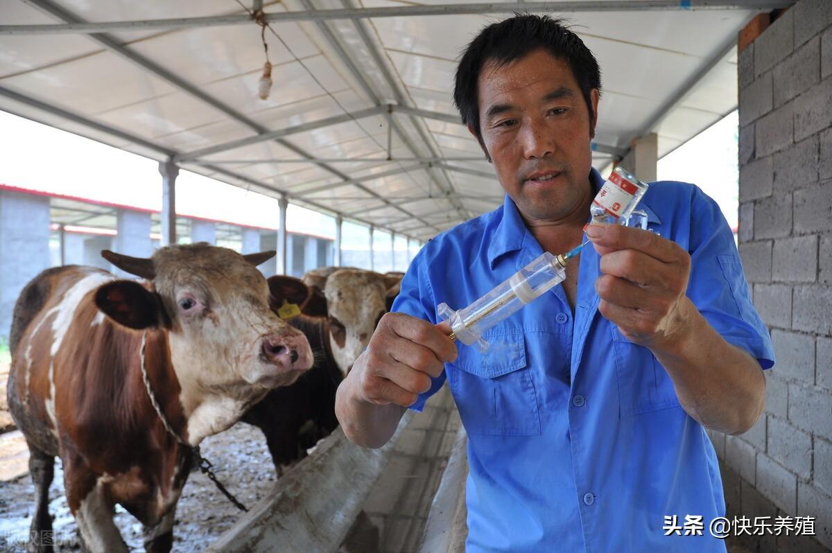 肉牛养殖手册书籍_肉牛养殖技术手册_养殖肉牛技术要点