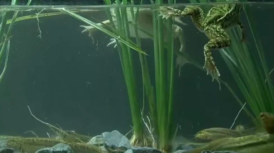 泥鳅养殖技术联系号码_泥鳅养殖专家_寻找养殖泥鳅合作者