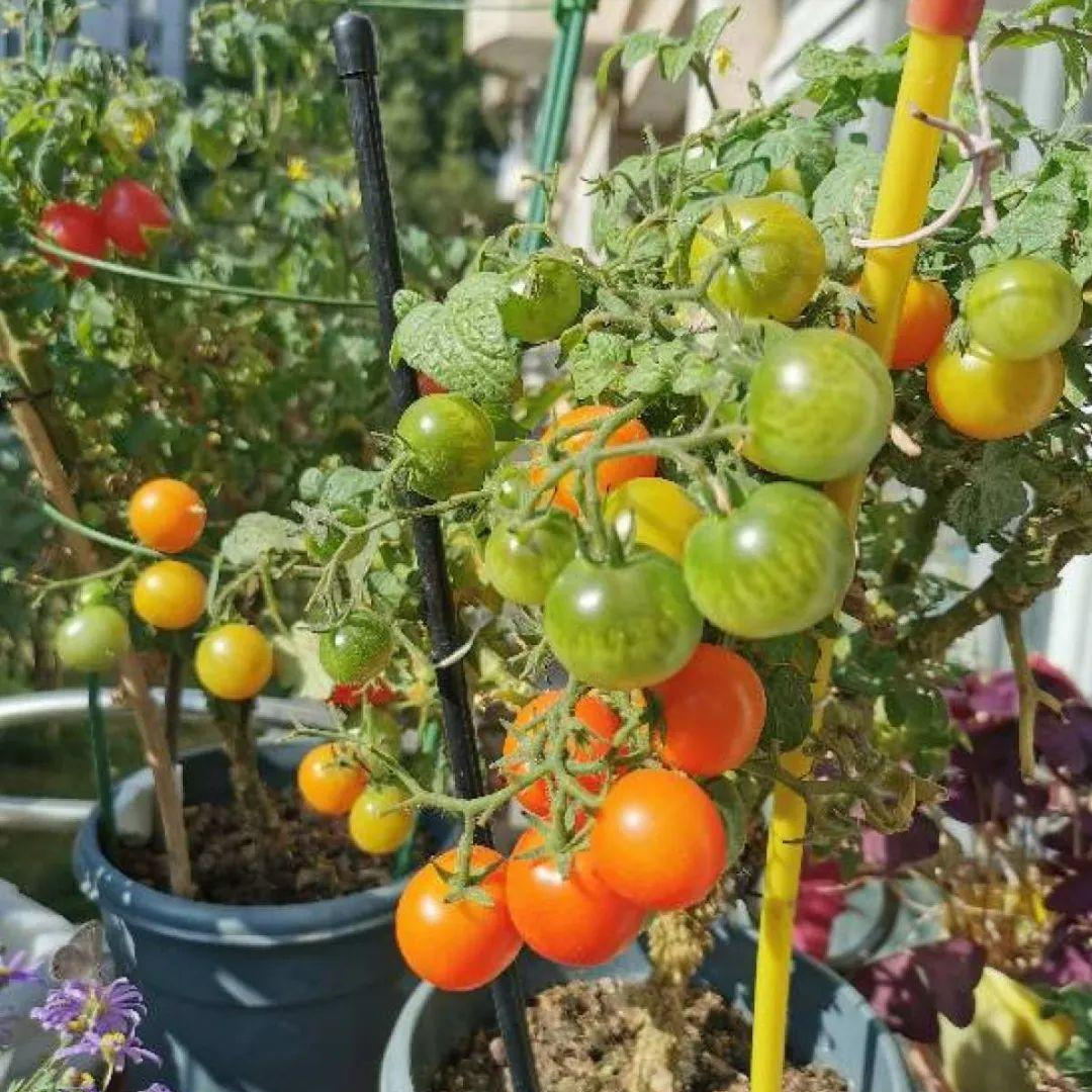 冬天樱桃萝卜种植技术_怎样种樱桃萝卜种子_萝卜冬种植樱桃技术天天浇水吗