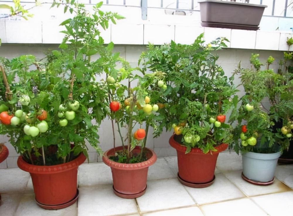 萝卜冬种植樱桃技术天天浇水吗_冬天樱桃萝卜种植技术_怎样种樱桃萝卜种子