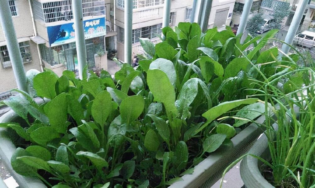 怎样种樱桃萝卜种子_冬天樱桃萝卜种植技术_萝卜冬种植樱桃技术天天浇水吗
