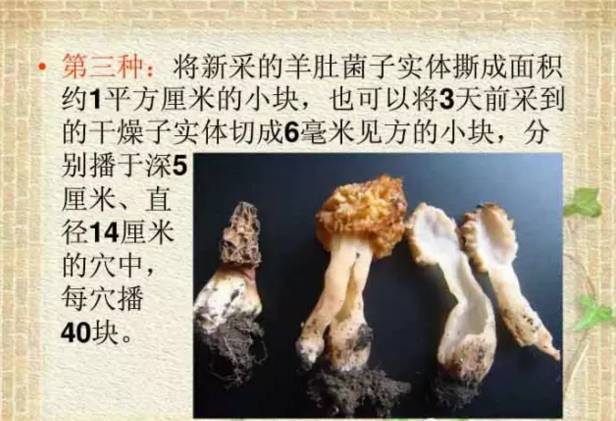 菌种植羊肚方法技术要点_羊肚菌种植技术羊肚菌种植方法_种羊肚菌视频