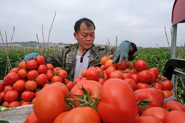 大棚秋番茄什么时候种植_秋季番茄大棚种植技术要点_秋季大棚番茄种植技术