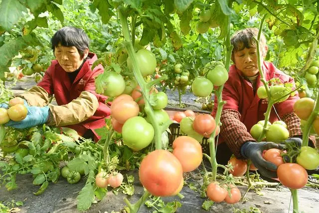 大棚秋番茄什么时候种植_秋季大棚番茄种植技术_秋季番茄大棚种植技术要点