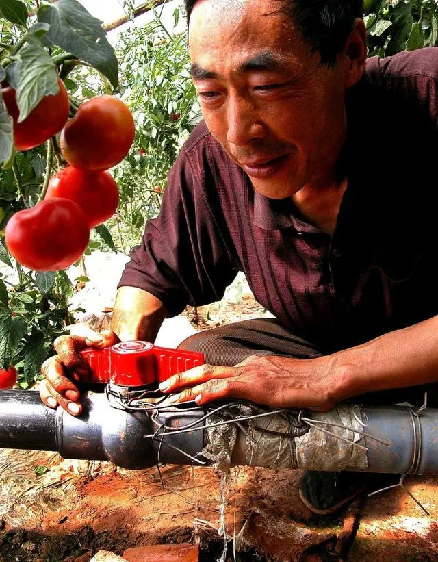 秋季番茄大棚种植技术要点_大棚秋番茄什么时候种植_秋季大棚番茄种植技术
