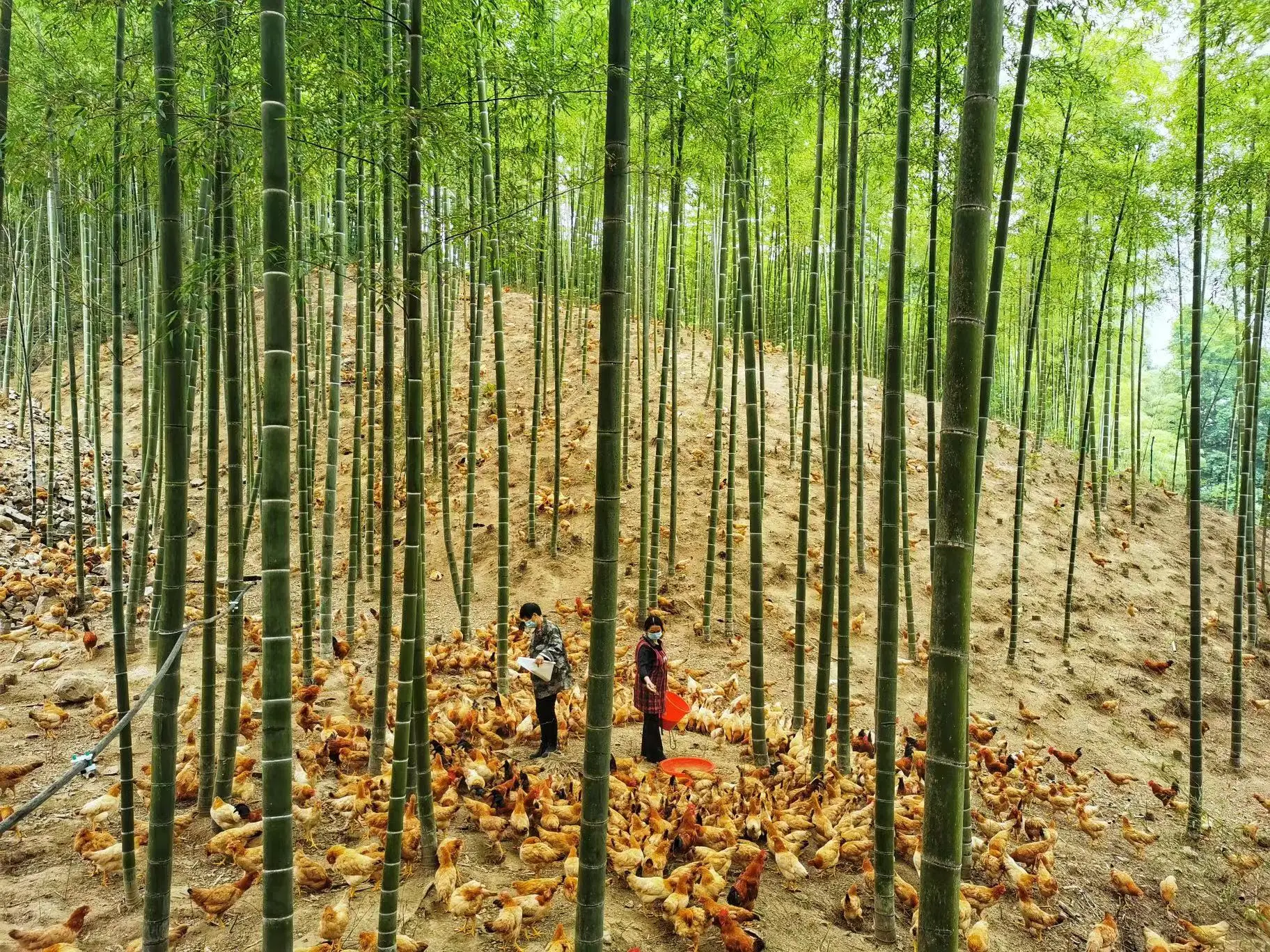 浙江安吉：竹林飞出“致富鸡”