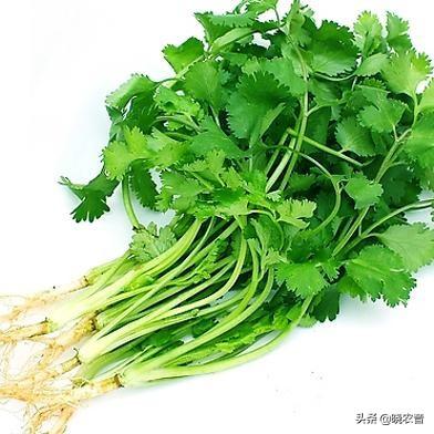 泰国芫荽种植致富_泰国芫荽的做法大全_泰国芫荽图片