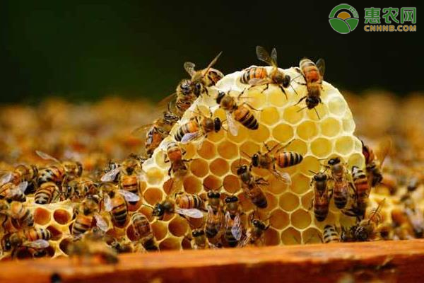 东北养蜜蜂赚钱吗_东北蜜蜂的养殖技术_北方蜜蜂养殖技术