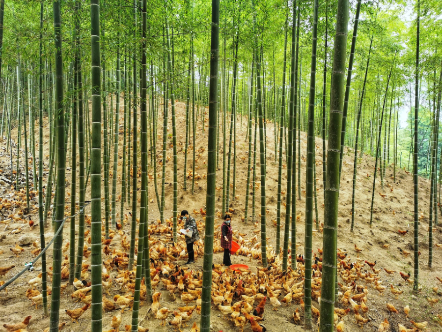 浙江安吉：竹林飞出“致富鸡”