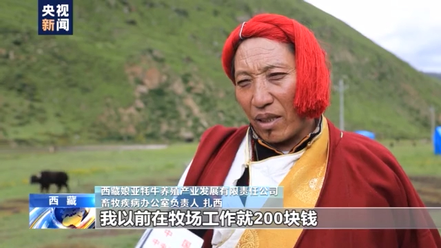 致富经养牦牛的黄平_养蟑螂致富_平原养牦牛
