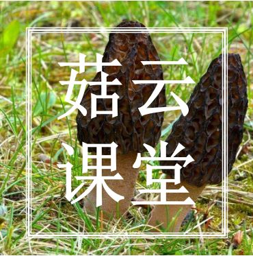 种植羊肚菌肚技术方法_羊肚菌种植技术羊肚菌种植方法_种羊肚菌视频