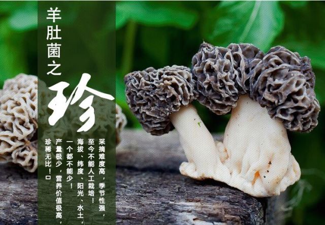 种植羊肚菌肚技术方法_羊肚菌种植技术羊肚菌种植方法_种羊肚菌视频