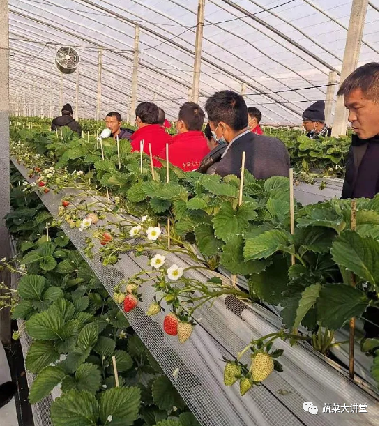 蔬菜种植新技术_最先进蔬菜种植技术_蔬菜先进种植技术ppt