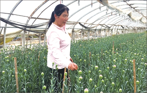 “花仙子”段华仙的“致富经”