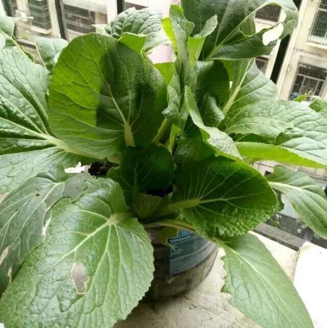 萝卜冬种植樱桃技术天天浇水吗_樱桃萝卜种植技术视频_冬天樱桃萝卜种植技术