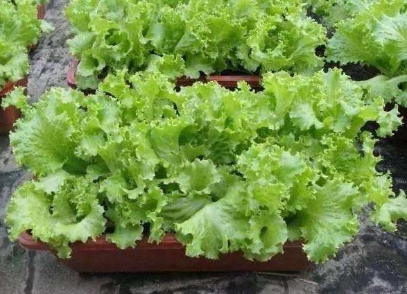 冬天樱桃萝卜种植技术_萝卜冬种植樱桃技术天天浇水吗_樱桃萝卜种植技术视频