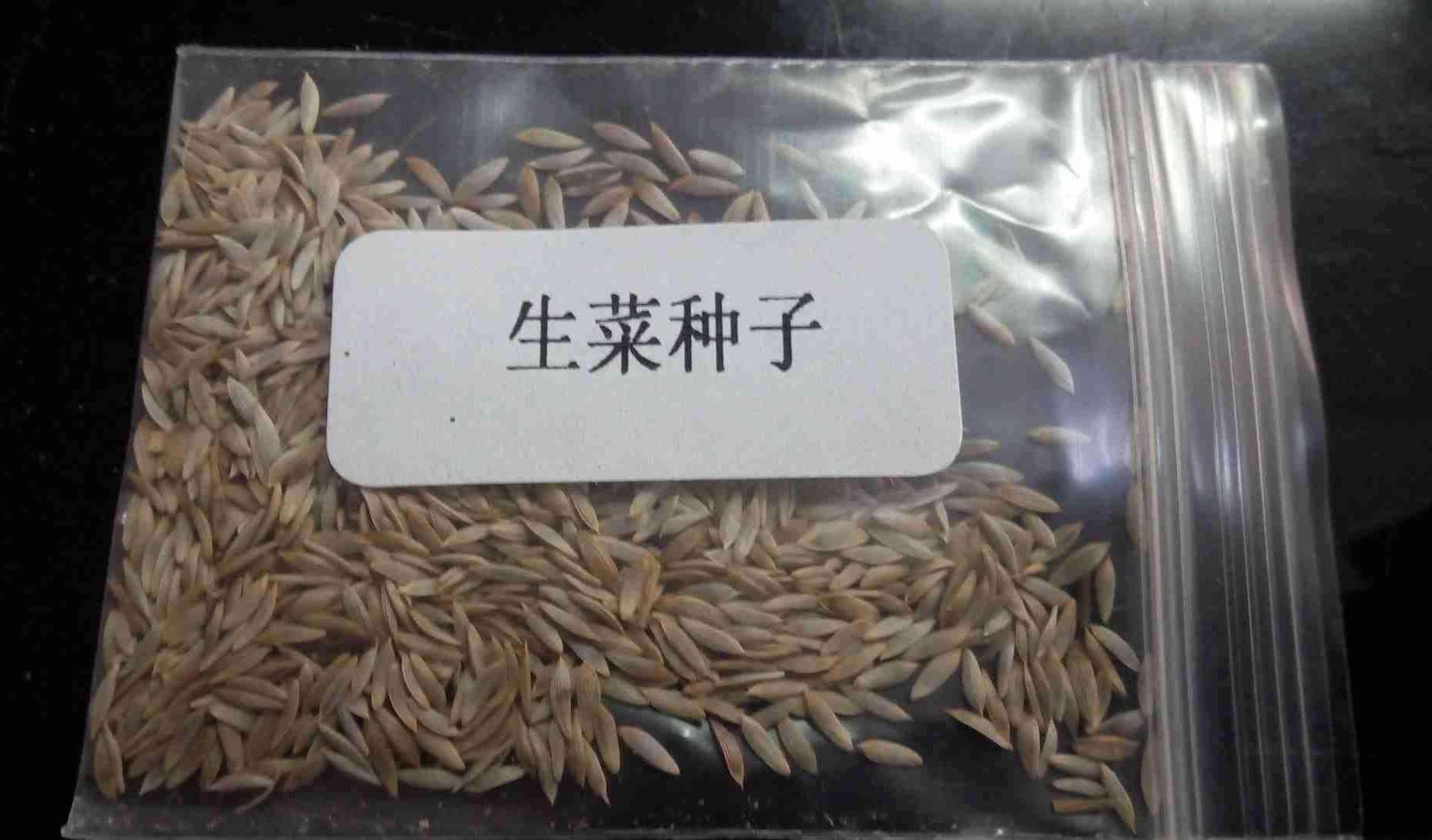 樱桃萝卜种植技术视频_萝卜冬种植樱桃技术天天浇水吗_冬天樱桃萝卜种植技术