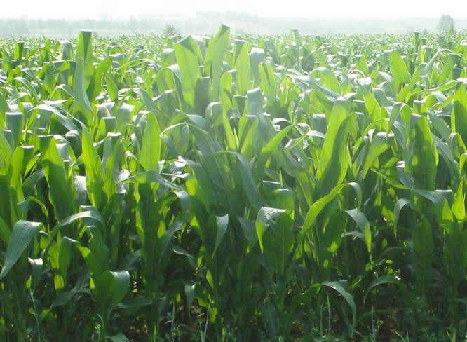 玉米草种植技术_玉米种植草技术与管理_玉米种植草技术视频