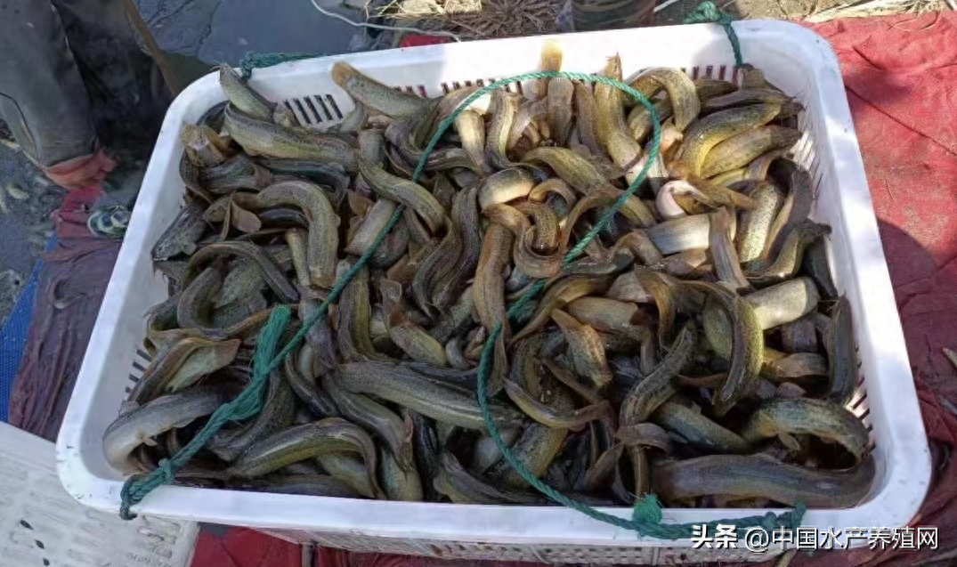 对虾泥鳅猛涨，草鱼也涨了，鳜鱼鲈鱼黑鱼掉价，黄骨鲫鱼牛蛙稳定