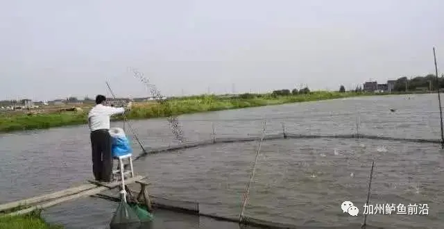 水产养殖技术鱼鲈鱼_养殖水产鱼鲈鱼技术要点_养殖鲈鱼技术书