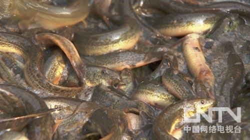 致富经浙江人养莲藕_莲藕种植致富_莲藕养殖利润