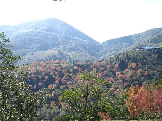 致富经无量山土鸡_致富经山洞养鸡_致富经山鸡