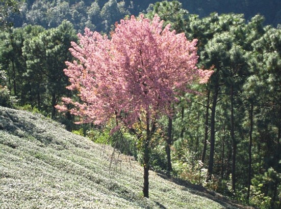 致富经山洞养鸡_致富经无量山土鸡_致富经山鸡