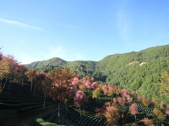 致富经山鸡_致富经山洞养鸡_致富经无量山土鸡